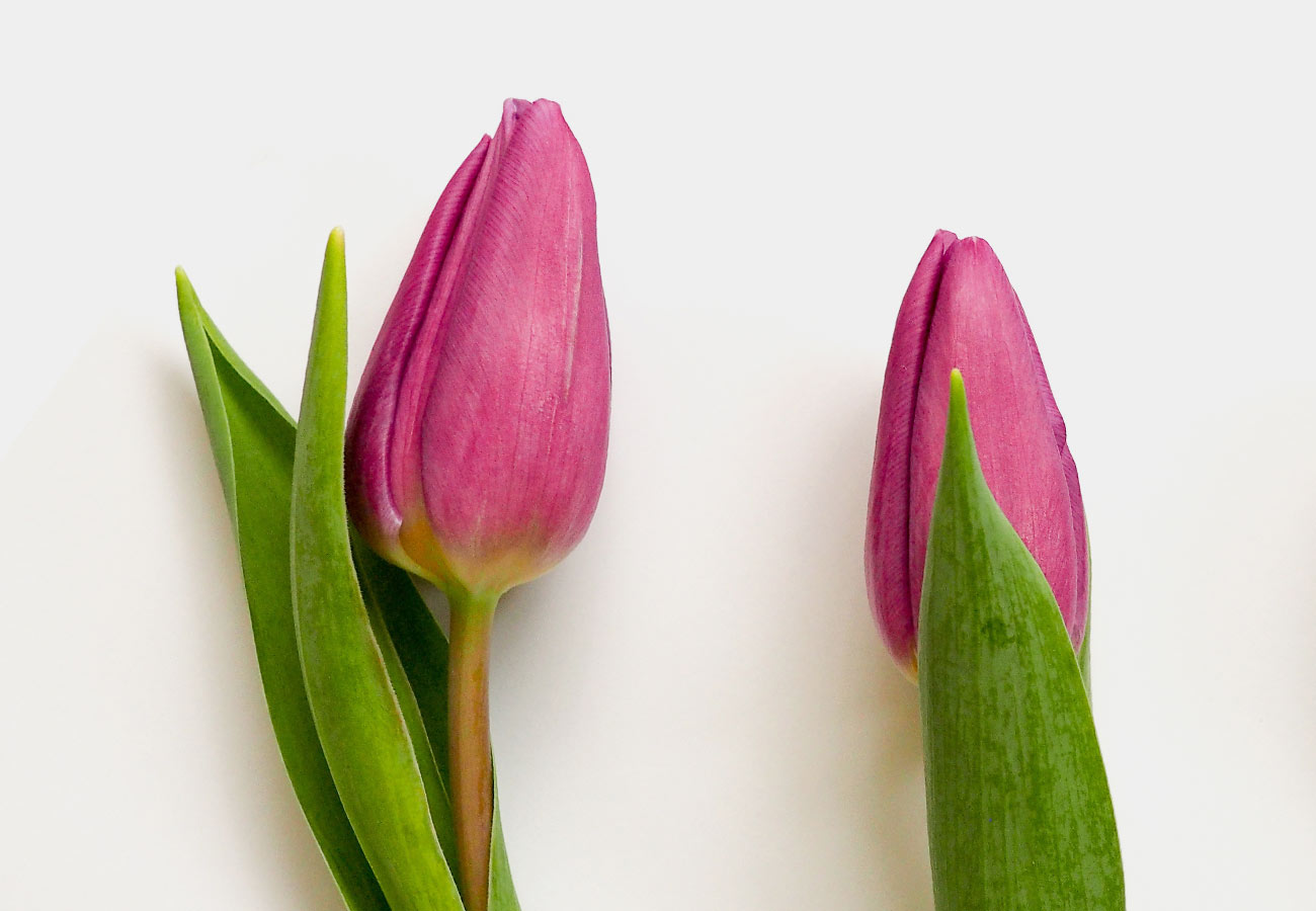 Symbolics The Flower Patch Best Waikato Florist in Hamilton