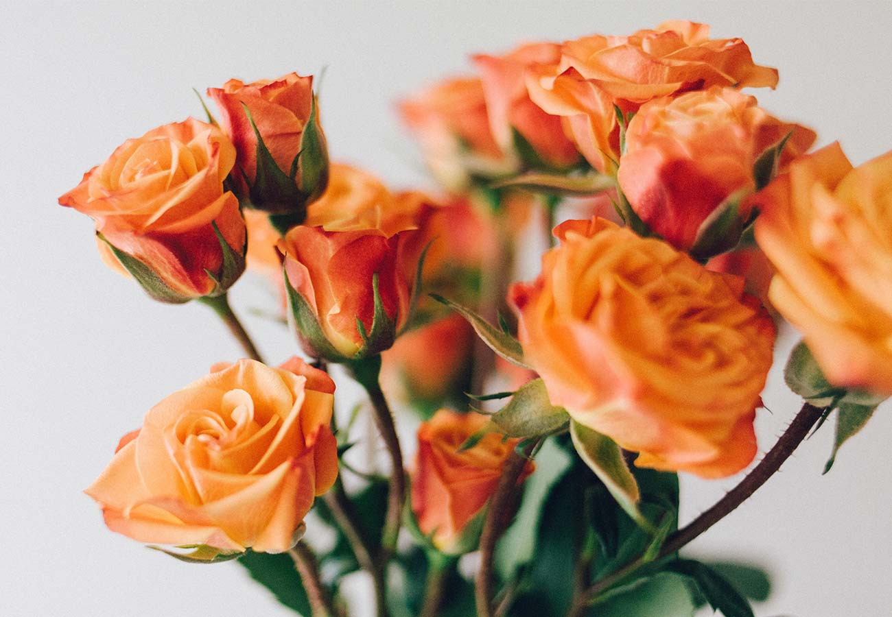 Meanings The Flower Patch Best Waikato Florist in Hamilton Flower