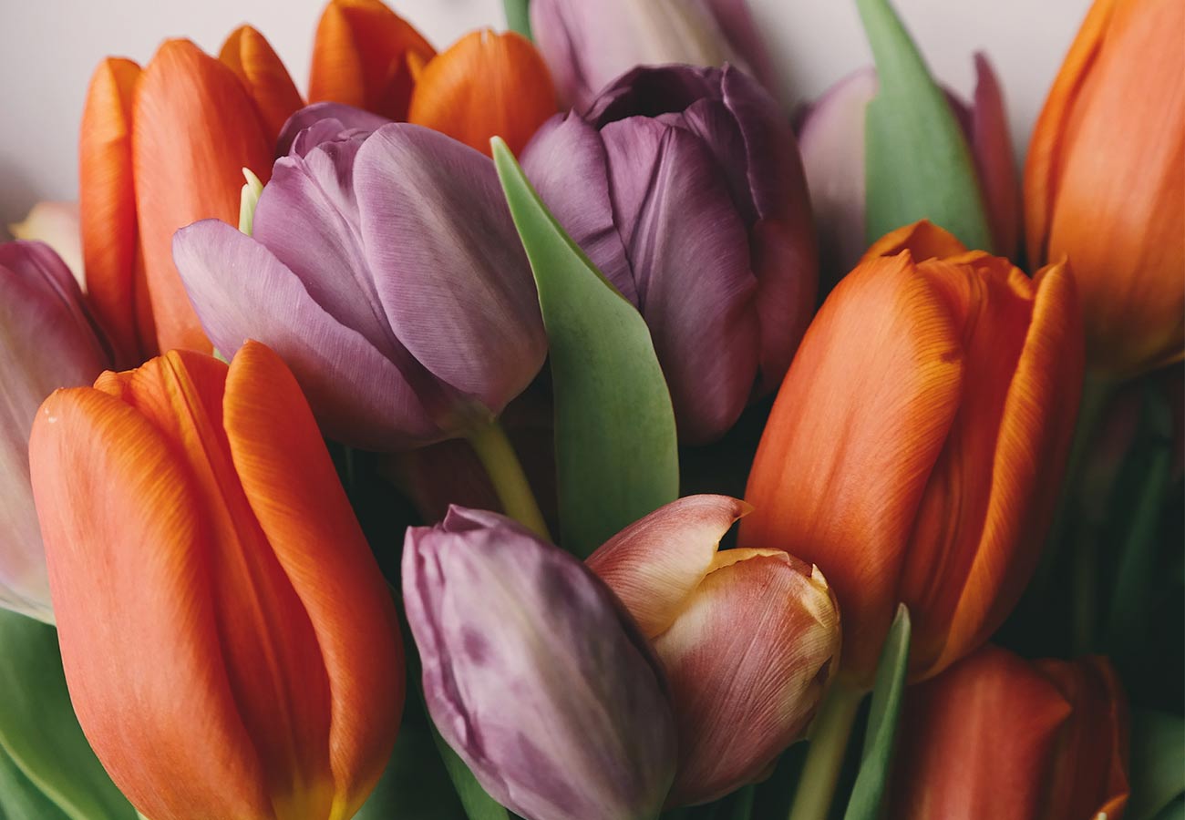 Symbolics The Flower Patch Best Waikato Florist in Hamilton